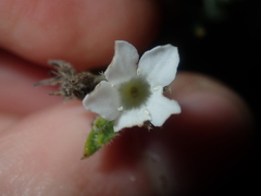 Orianthera spermacocea