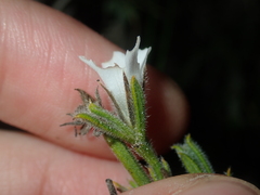 Orianthera spermacocea