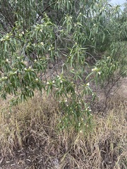 Eremophila