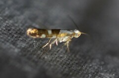 Argyresthia