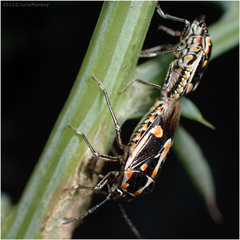 Bagrada hilaris