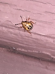 Podisus maculiventris