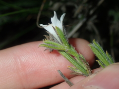 Orianthera spermacocea