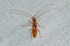 Heterachthes quadrimaculatus