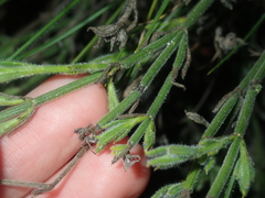 Orianthera spermacocea