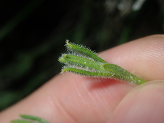 Orianthera spermacocea