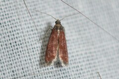 Varneria postremella