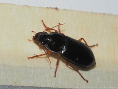 Pseudoophonus