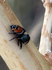Phidippus carneus