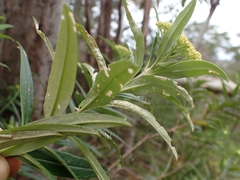 Ozothamnus