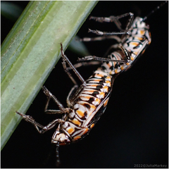 Bagrada hilaris