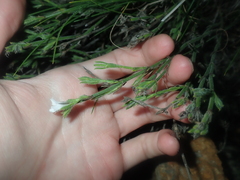 Orianthera spermacocea