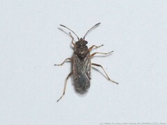 Nysius raphanus