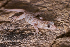 Phyllodactylus nocticolus