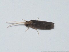 Nyctiophylax