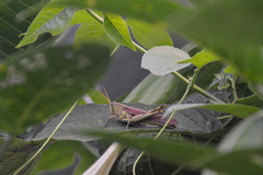 Schistocerca obscura