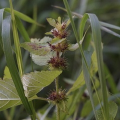 Galeopsis