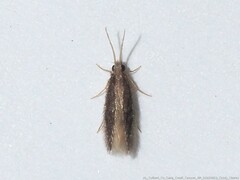 Hydroptilidae