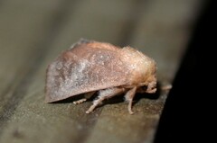 Isa textula