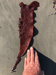 Chondracanthus