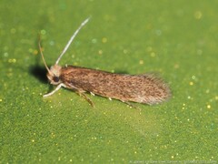 Tineidae