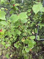Viburnum edule