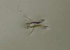 Limnoporus canaliculatus