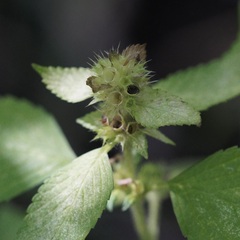 Galeopsis