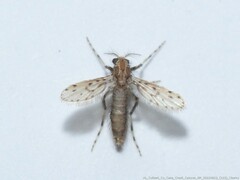 Chaoborus punctipennis