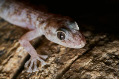 Phyllodactylus nocticolus