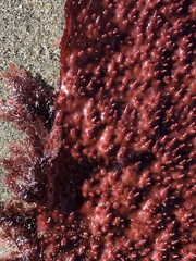 Chondracanthus