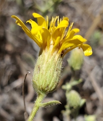 Heterotheca sessiliflora