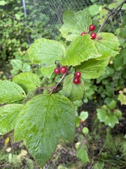 Viburnum edule