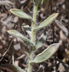 Heterotheca sessiliflora