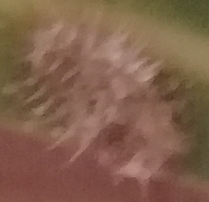 Chilocorus nigritus