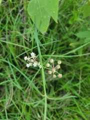 Asclepias
