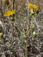 Heterotheca sessiliflora