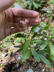 Chimaphila umbellata