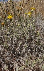 Heterotheca sessiliflora