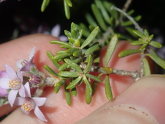 Philotheca spicata