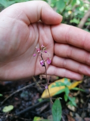 Desmodium incanum