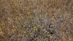 Heterotheca sessiliflora