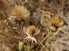 Heterotheca sessiliflora
