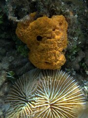 Porifera