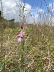 Pedaliaceae