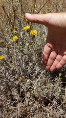 Heterotheca sessiliflora