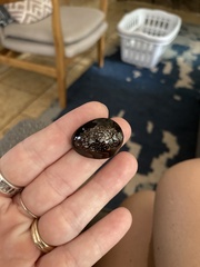 Monetaria caputophidii