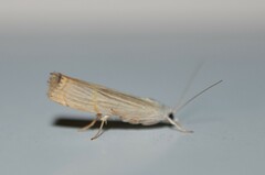 Parapediasia decorellus