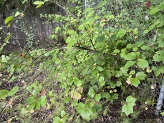 Viburnum edule