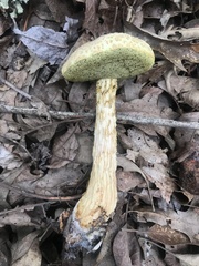 Aureoboletus russellii